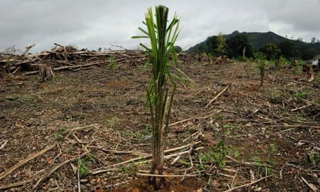 A young palm oil tree
