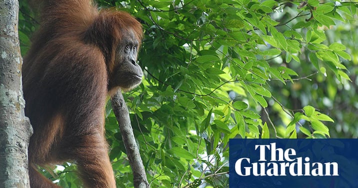 David Attenborough to host 'Hope 4 Apes' evening | Environment | The  Guardian