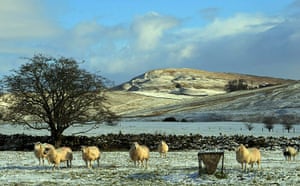 Snow: winter Weather: Sheep stand in a snow covered field near