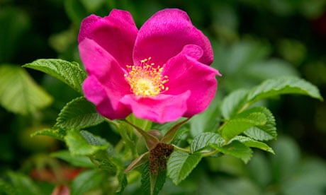 Rosa rugosa 'Rubra' in September