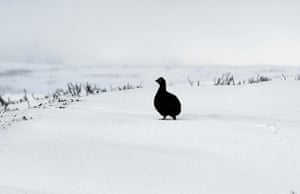 Week in willdlife: A grouse on snow covered moors at Hutton le Hole in North Yorkshire 