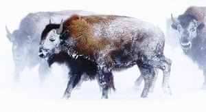 Week in willdlife:  a herd of bison