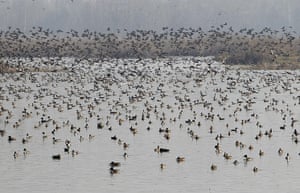 Week in willdlife: A flock of migratory birds fly across a wetland in Hokersar, Kashmir