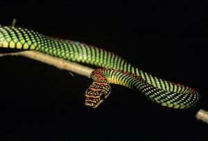 Week in willdlife: flying snake Chrysopelea paradisi