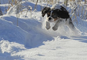 Weather Update: A dog runs through snow covered woodland at Sutton Bank