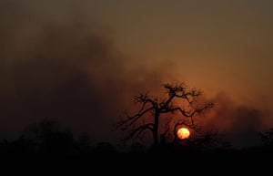 Year in Climate:  a burnt tree and smoke from a forest fire at the Brasilia National Park