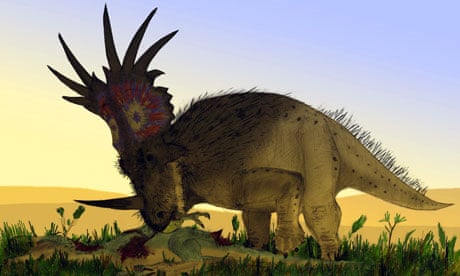 A bristly Styracosaurus dinosaur