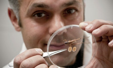 Largest testicles of any species? That would be the bush cricket |  Reproduction | The Guardian