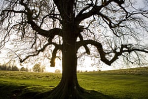 Ancient trees: Tree silhouetted in the deerpark in November at Petworth House, West Sussex