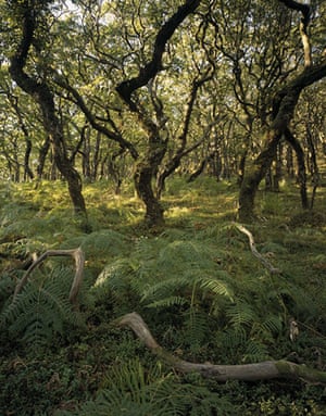 Ancient trees: Stunted oaks on Ley Hill, Horner Wood, Holnicote Estate, Somerset