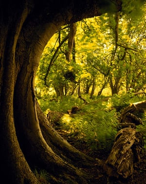 Ancient trees:  ancient trees of Hatfield Forest, Essex