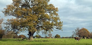 Ancient trees: Ancient oak and hornbeam trees in autumn at Hatfield Forest, Essex.
