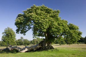 Ancient trees: A Sweet chestnut tree at Studley Royal Water Garden, North Yorkshire