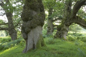 Ancient trees: Ancient trees in the landscape park at Dinefwr, Llandeilo, Wales