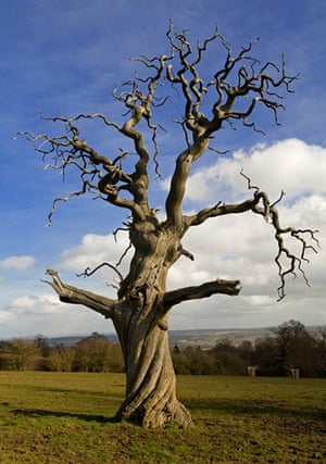 Ancient trees: Ancient Spanish chestnut tree at Croft Castle, Herefordshire