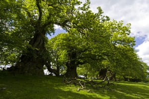 Ancient trees: The Spanish chestnut Avenue at Croft Castle, Herefordshire,