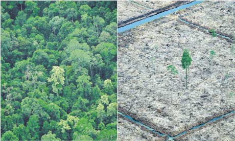 Left, the Sungai Sembilang National Park, Sumatra; right, an area cleared by paper companies.

