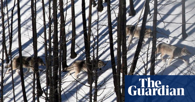 In Pictures The Week In Wildlife Environment The Guardian