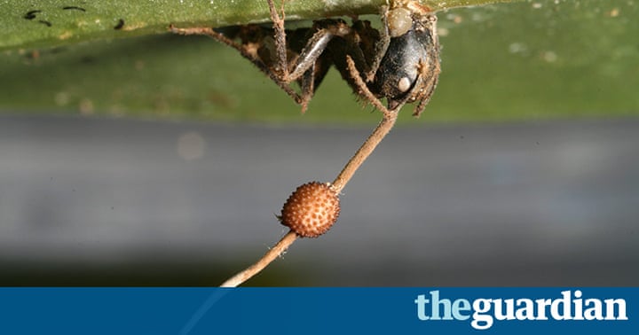 Image Result For Parasite Film Review The Guardian Image Result For Parasite Film Review The Guardian