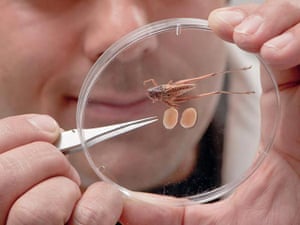 2010 year in science: Ecologist Karim Vahed holds a male tuberous bushcricket