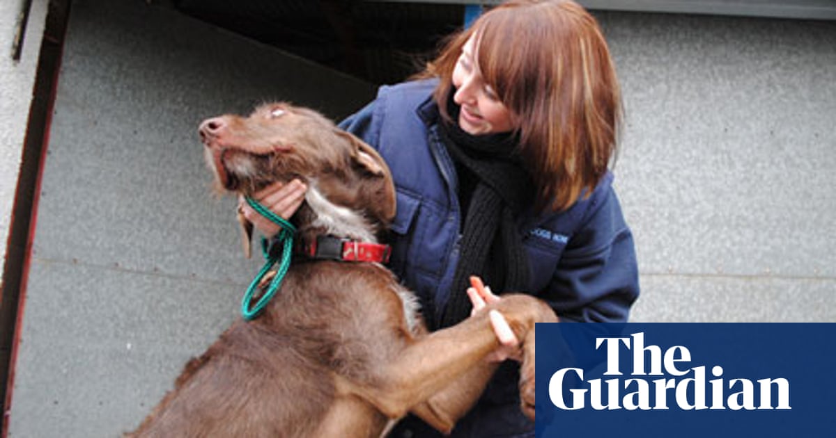 Christmas day nfl games 2020 ~ news word Cardiff Dogs Home prepares for annual influx of abandoned Christmas