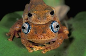 Year in Science: Dumeril's Bright-eyed Frog 