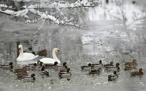 Winter weather: Ducks and swans swim on the part-frozen River Medway in Tonbridge