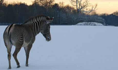A zebra stands in the snow, Whipsnade Zoo, Dec 2010