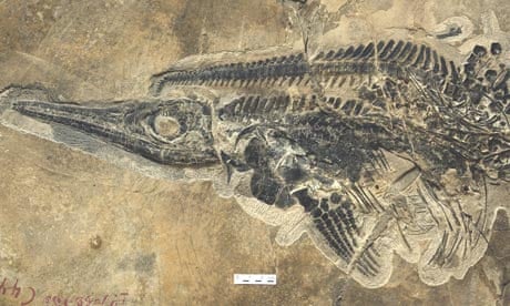 Fossil hunters uncover complete 252m year-old underwater world | Fossils | The Guardian