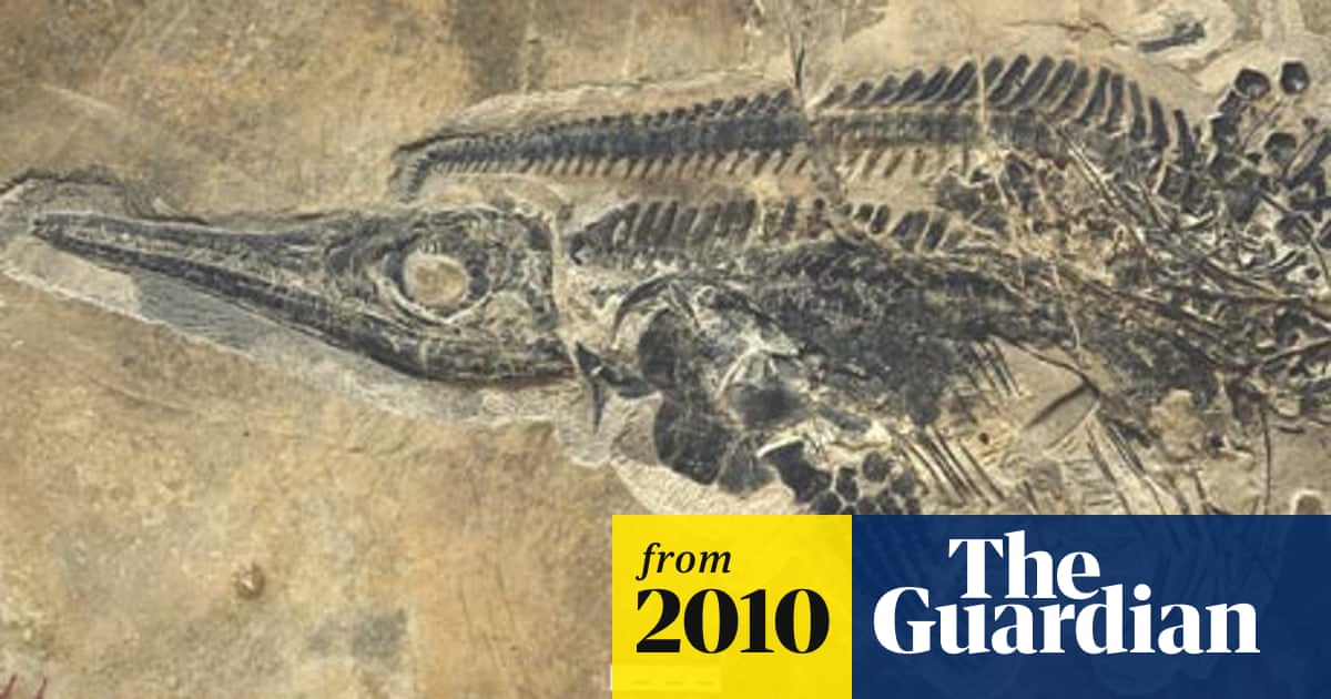 Fossil hunters uncover complete 252m year-old underwater world | Fossils |  The Guardian