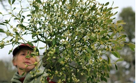 Mistletoe Farmers Prepare For The Christmas Rush