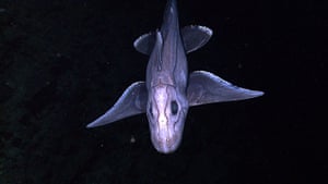 2010 wildlife : This image provided by NOAA shows a deep-sea Chimaera.  