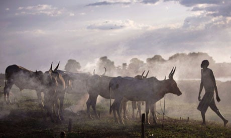 Cattle belonging to the Nuer tribe, Southern Sudan.