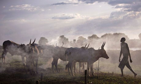 Cattle belonging to the Nuer tribe, Sudan