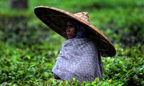 Tea Garden Assam Sex Porn - Climate change leaves Assam tea growers in hot water | Farming | The  Guardian