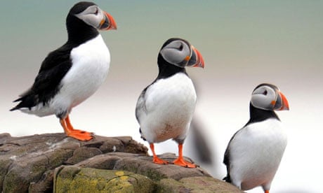 Puffin numbers falling