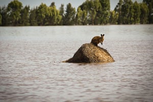 Queensland Flooding: A wallaby stands on a large round hay bail in Dalby