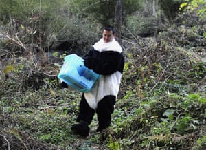 Panda conservation: A researcher dressed in a panda costume carries a panda cub 
