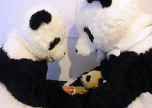 Panda conservation: Researchers dressed in panda costumes check the body temperature of a cub