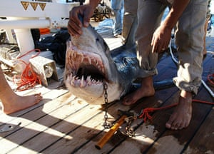 Egypt shark attack: A shark suspected of killing a tourist