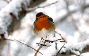 Freezing weather: A robin sits on a snow covered branch in Glasgow, Scotland