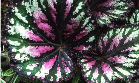 Alys Fowler: Begonias Life and style The Guardian Alys Fowler: Begonias Life and style The Guardian