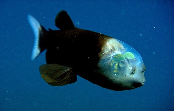 New species discovered in 2010 | Environment | The Guardian New species discovered in 2010 | Environment | The Guardian