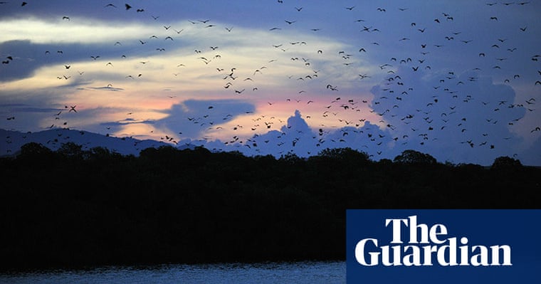 In Pictures The Week In Wildlife Environment The Guardian