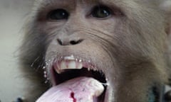 Monkey eating ice-cream