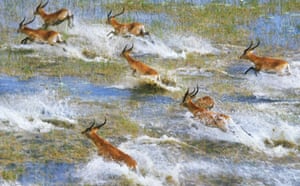 Okavango Delta: Red Lechwe Running