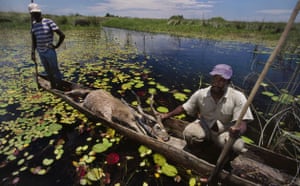 Okavango Delta: Local Hunters With Sitatunga Carcass, Botswana