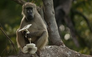 Okavango Delta:  A Chacma baboon eating a mushroom on a tree