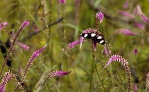 Okavango Delta: A butterfly with spread wings on a wildflower.