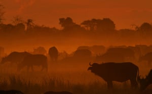 Okavango Delta: Herd of African buffalo, Syncerus caffer, in mist at twilight